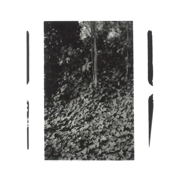 Arboles En LLamas — Salsipuedes