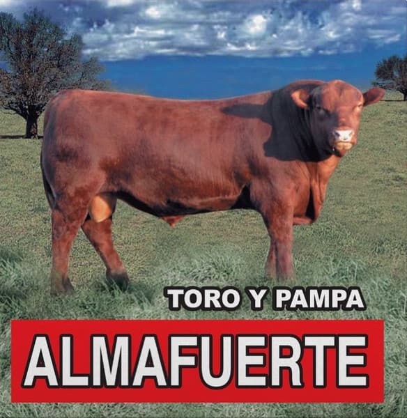 Almafuerte — Toro Y Pampa