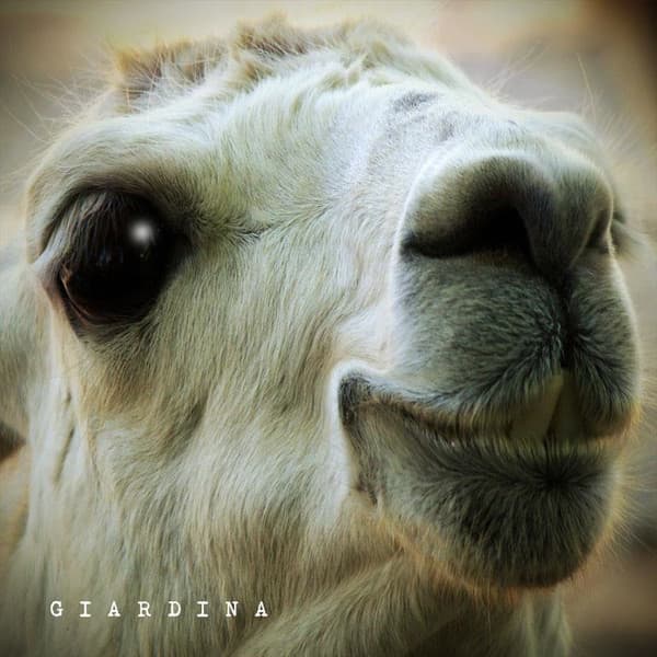 Eduardo Giardina — Giardina