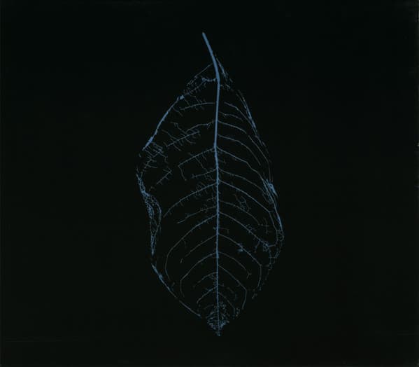 Taura — La Vigilia